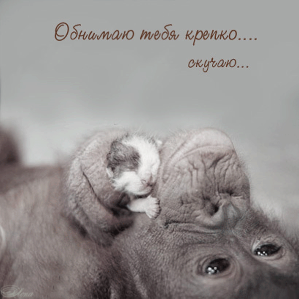 Открытка Открытки обнимаю - Маленький котенок спит на слоне: трогательная открытка | Красивая открытка #42