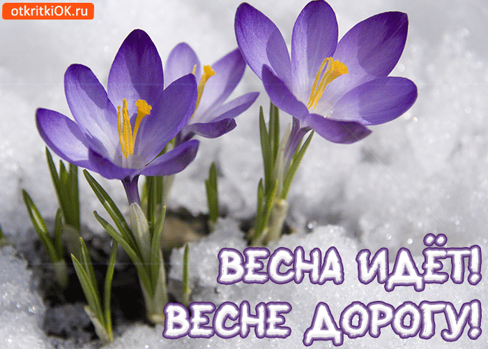 Открытка Первый день весны - Подснежники на снегу: весенняя открытка | Красивая открытка #69