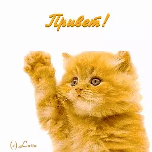 Открытка Открытки с приветствиями  - Открытка с рыжим котенком и надписью "Привет!" | Красивая открытка #92