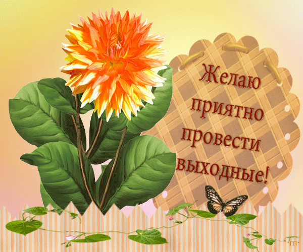 Открытка Открытки хороших выходных - Открытка с хризантемой: Поздравления с праздником | Красивая открытка #80