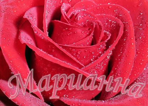 Открытка открытки с именем Марианна  - Красная роза крупный план, капли росы | Красивая открытка #3