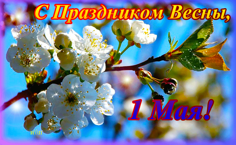 Открытка 1 мая - Цветущая вишня на голубом фоне | Красивая открытка #181