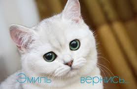 Открытка Открытки с именем Эмиль - Белый котенок: открытка с милым питомцем | Красивая открытка #26