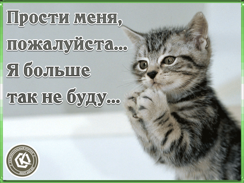 Открытка открытки с извинениями  - Открытка с котенком: милый подарок | Красивая открытка #75