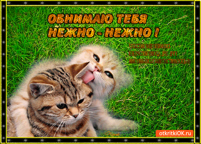 Открытка Обнимаю - Котенок на лугу: смешная открытка с котиком | Красивая открытка #149