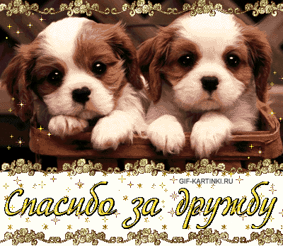 Открытка О дружбе - Две милые собаки, гифка с праздничным фоном | Красивая открытка #51