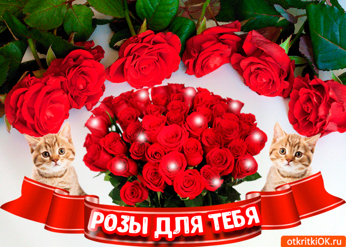 Открытка С красными розами - Букет роз и котята: Открытка с любовью | Красивая открытка #40