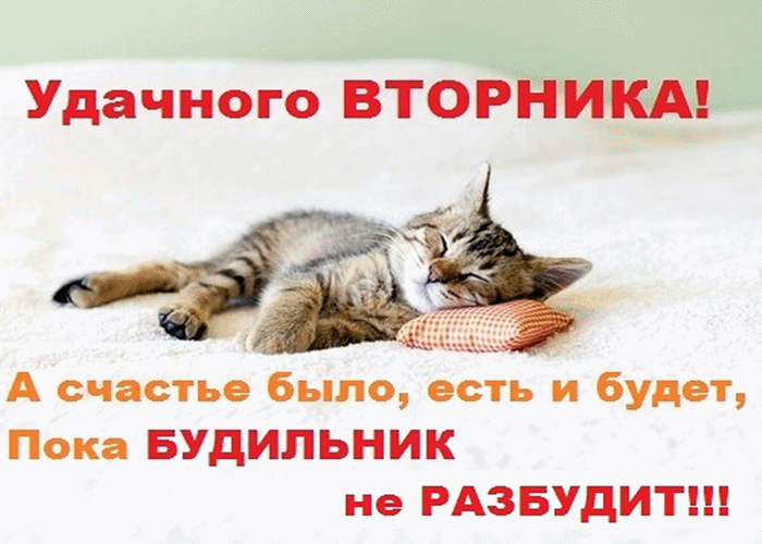 Открытка Дни недели - Спящий котенок: милая открытка с котиком | Красивая открытка #23