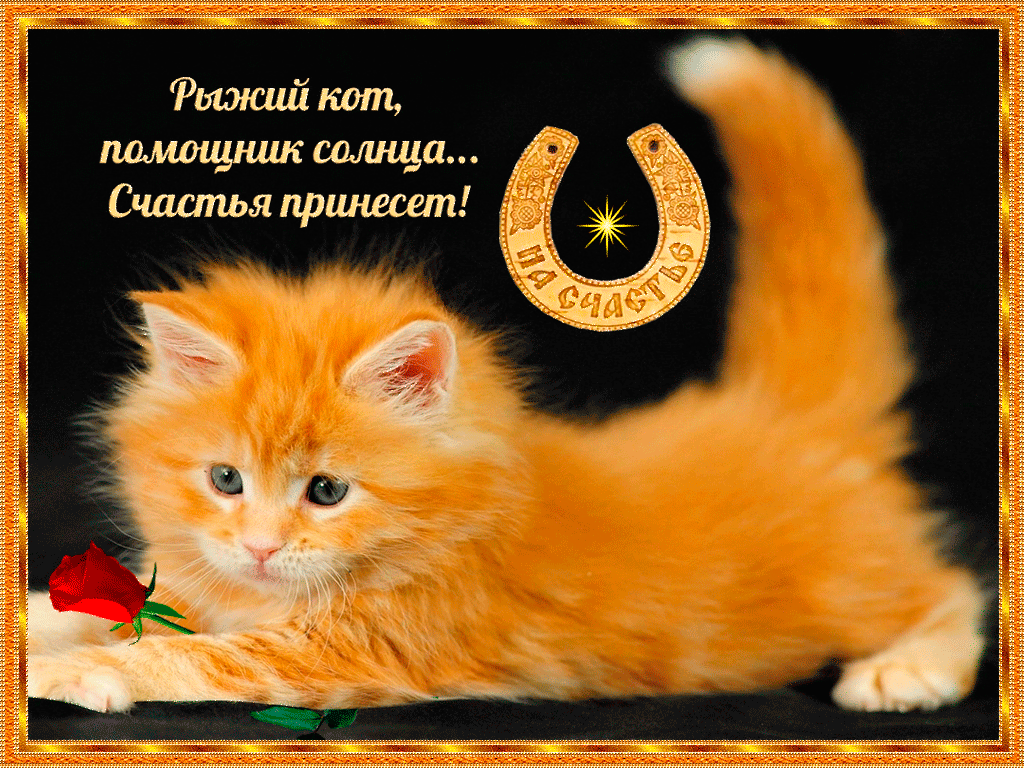 Открытка День счастья - Яркий кот с розой - поздравление с праздником | Красивая открытка #3