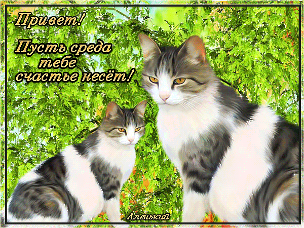 Открытка Среда - Два кота на фоне зелени. Открытка с котами. | Красивая открытка #83