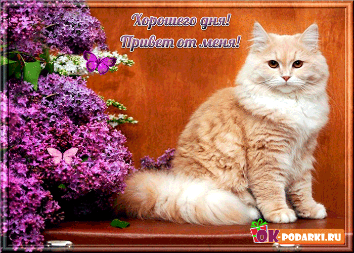 Открытка Хорошего дня - Открытка с рыжим котом и сиренью | Красивая открытка #139