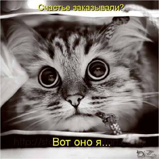 Открытка С кошками - Милый котенок: Черно-белая открытка с котенком | Красивая открытка #46