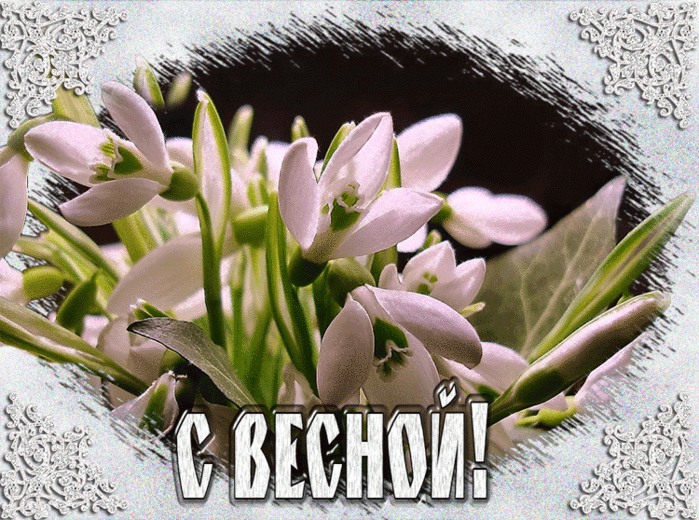 Открытка Открытки с первым днем весны - Открытка «Подснежники. С весной!» | Красивая открытка #68