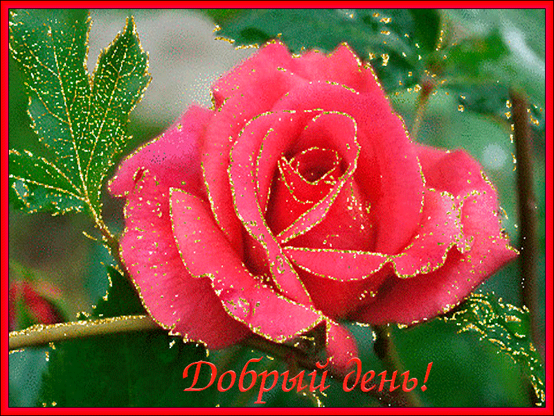 Открытка добрый день - Розовый цветок с золотыми блёстками. Открытка с цветами. | Красивая открытка #118