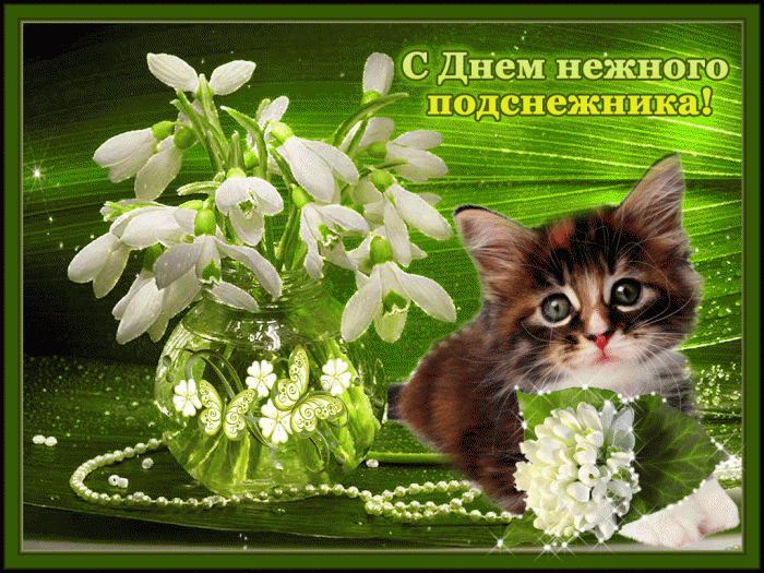 Открытка С днём подснежника - Открытка: милый котенок и подснежники | Красивая открытка #28