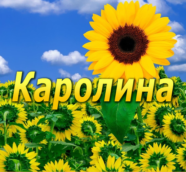 Открытка открытки с именем Каролина  - Подсолнухи на фоне голубого неба - открытка | Красивая открытка #23