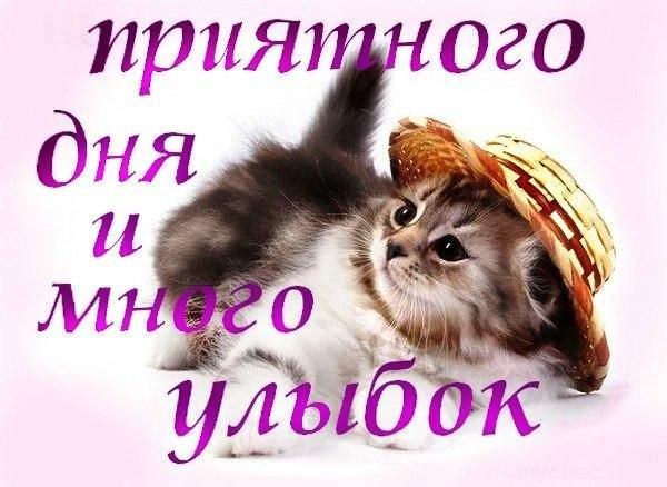 Открытка открытки с пожеланиями удачного дня  - Котенок в шляпе: Открытка с милым котенком | Красивая открытка #19