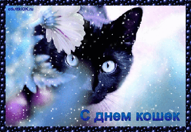 Открытка День Кошек - Открытка с чёрным котом и бабочкой | Красивая открытка #34