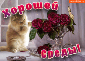 Открытка Со средой - Открытка с котиком и розами | Красивая открытка #36