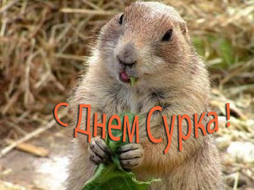 Открытка Открытки с днем сурка - С Днём сурка! Открытка с сурком, поедающим траву | Красивая открытка #27