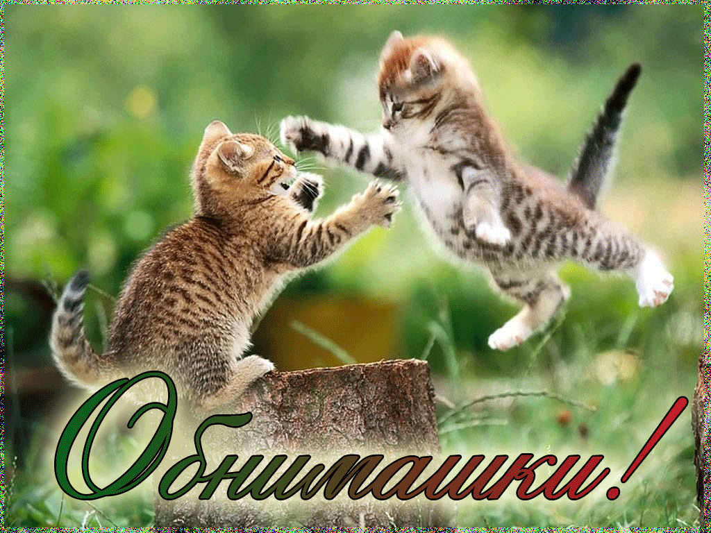 Открытка Обнимаю - Два игривых котенка на пне. Открытка с котятами. | Красивая открытка #92