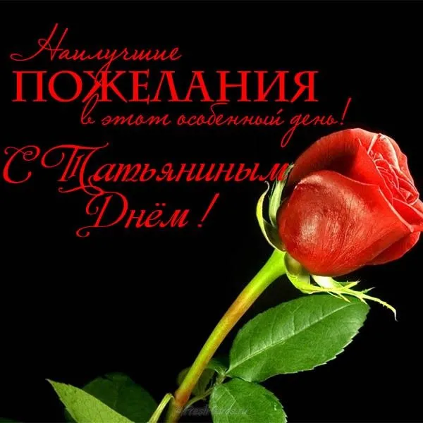 Открытка Татьянин день - Красная роза на открытке: поздравления с праздником | Красивая открытка #71
