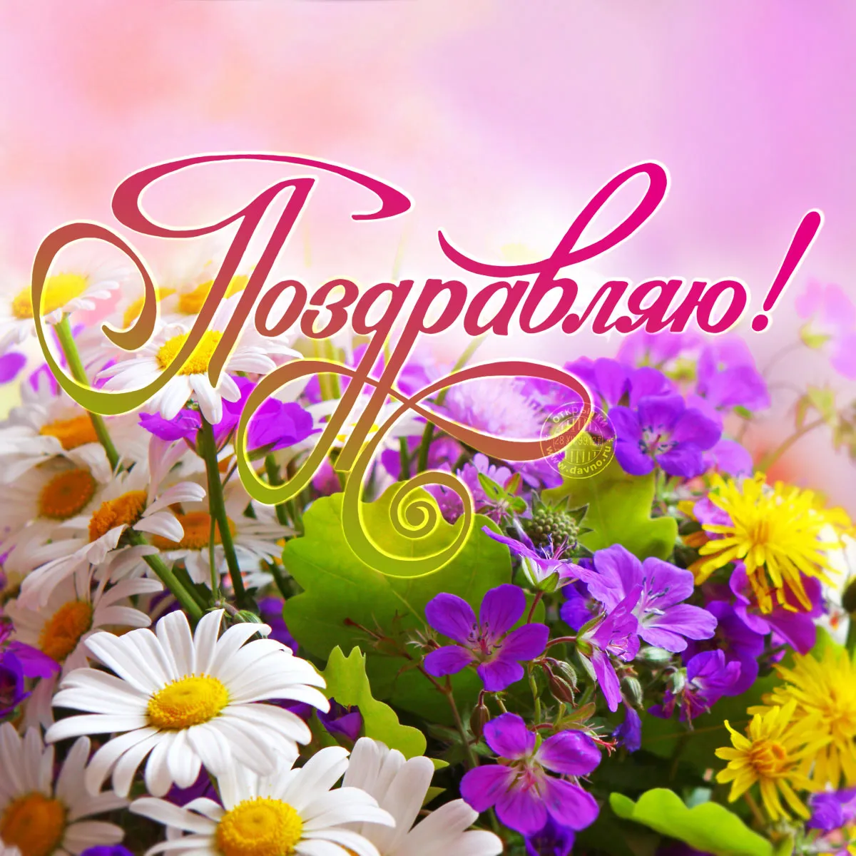 Открытка Поздравляю! - Открытка с цветами: ромашки, фиалки, поздравления | Красивая открытка #2