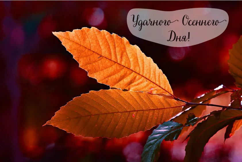 Открытка Осень - Яркие осенние листья: фото для открыток | Красивая открытка #20