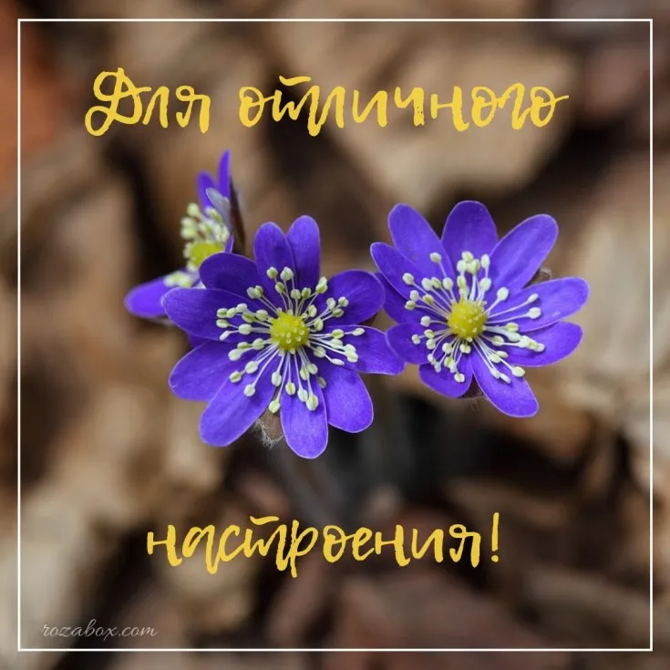 Открытка Просто так - Фиалки: нежные цветы для открытки | Красивая открытка #7