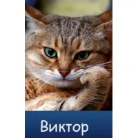 Открытка открытки с именем Виктор - Открытка с рыжим котом — купить онлайн | Красивая открытка #267