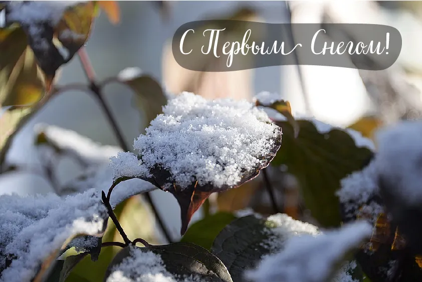 Открытка Первый снег - Снежинки на ветке: зимняя открытка | Красивая открытка #3