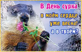 Открытка Открытки с днем сурка - Сурок с цветком: Открытка с Днём сурка | Красивая открытка #21