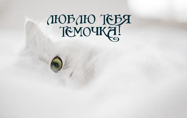 Открытка открытки с именем Артем - Белый кот, крупный план, зеленые глаза | Красивая открытка #65