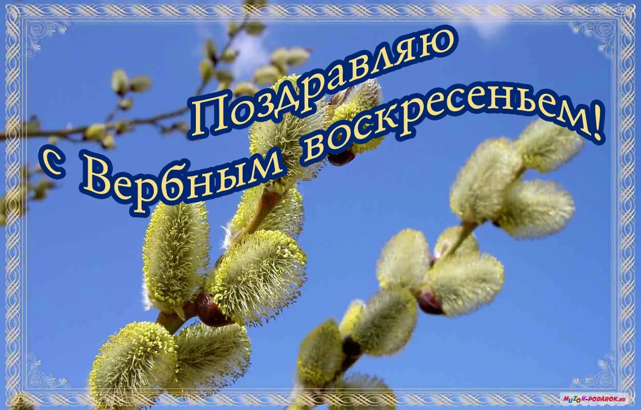 Открытка Вербное Воскресенье - Цветущая верба: открытка с праздником | Красивая открытка #229