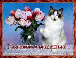 Открытка Открытки хороших выходных - Открытка с котенком и цветами: С днем выхода на пенсию! | Красивая открытка #245