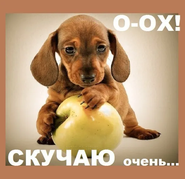 Открытка Скучаю - Грустный щенячий дог с яблоком - открытка | Красивая открытка #237