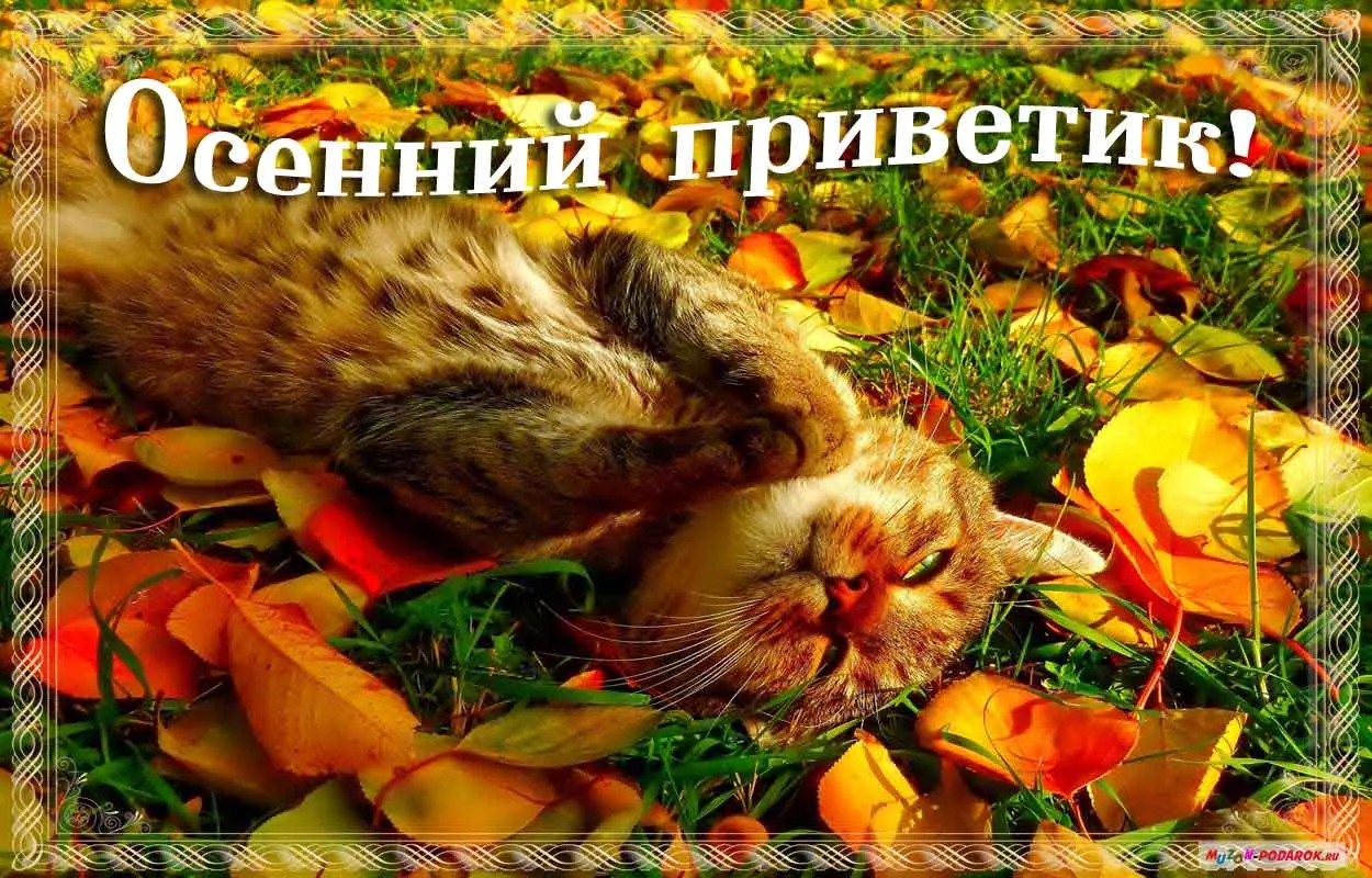 Открытка осенний привет - Кошка в осенних листьях - открытка с заботой | Красивая открытка #42