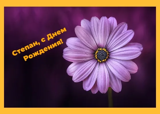 Открытка Открытки с именем Степан - Фиолетовый цветок на темном фоне | Красивая открытка #107