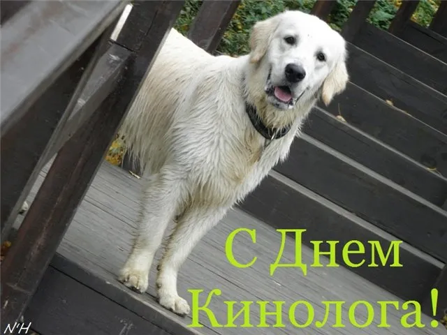 Открытка День кинолога - Открытка с золотистым ретривером. С Днем кинолога! | Красивая открытка #6