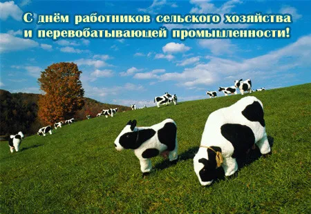 Открытка День работников сельского хозяйства - Коровы на лугу: открытка с природой и спокойствием | Красивая открытка #20