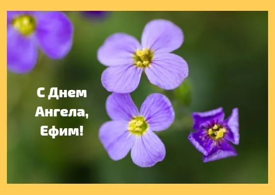 Открытка открытки с именем Ефим - Фиалки на открытке: поздравление с Днем Ангела | Красивая открытка #198
