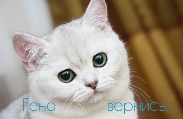 Открытка открытки с именем Геннадий - Белый кот с зелеными глазами: открытка | Красивая открытка #175