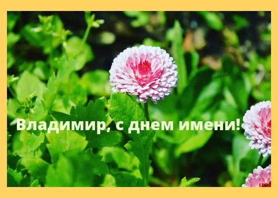 Открытка открытки с именем Владимир - Открытка с цветами: поздравления с именем | Красивая открытка #153