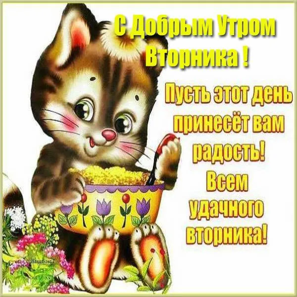Открытка Доброе утро вторник - Котик с фруктами: открытка с добрым утром! | Красивая открытка #31