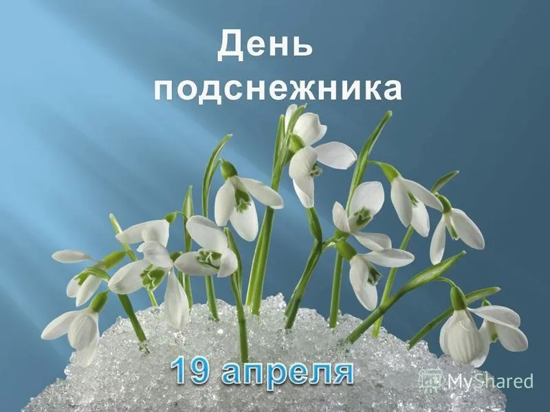 Открытка День подснежника - Подснежники: Нежные цветы сквозь снег | Красивая открытка #26