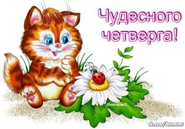 Открытка Открытки на четверг - Рыжий котёнок с ромашкой: открытка с цветами и радостью | Красивая открытка #143