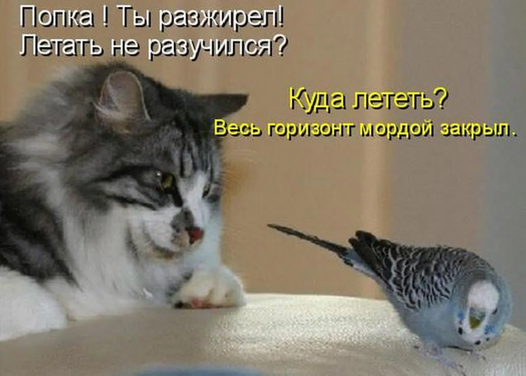 Открытка Прикольные открытки с животными - Кот и попугай: милая открытка с котиком и птичкой | Красивая открытка #10
