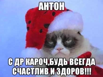 Открытка открытки с именем Антон  - Кот в шапке: Новогоднее поздравление с юмором | Красивая открытка #92