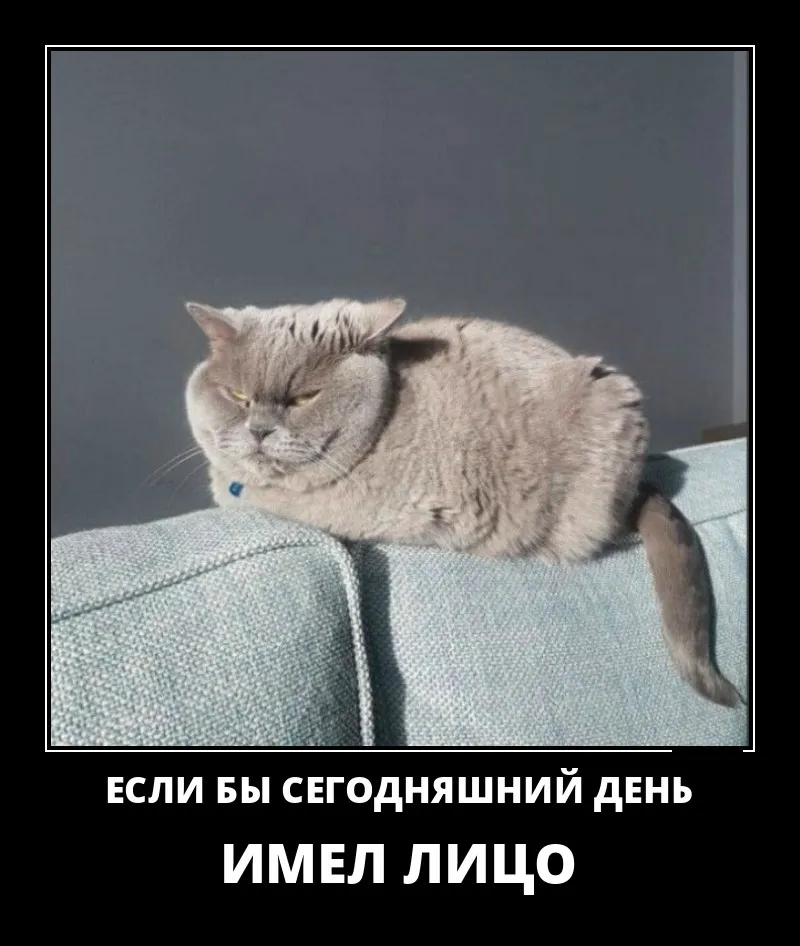 Открытка Демотиваторы - Ленивый кот на диване: смешная открытка | Красивая открытка #1