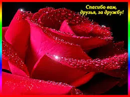 Открытка О дружбе - Красная роза крупным планом, брызги | Красивая открытка #83